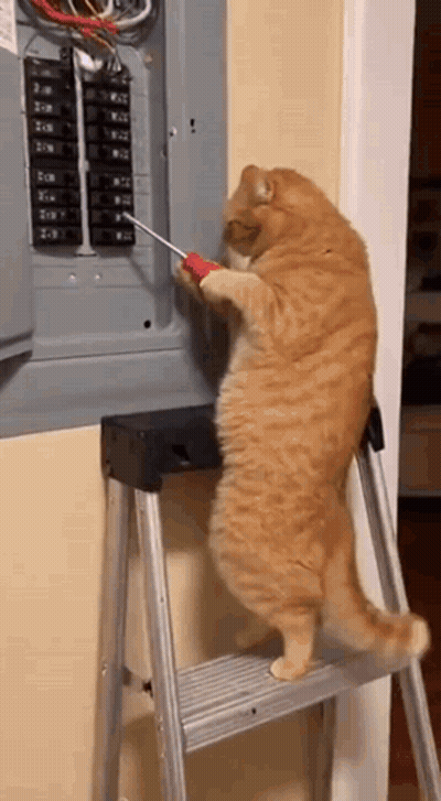 Orange Cat On Ladder Holding Screwdriver Working On Electrical Box GIF