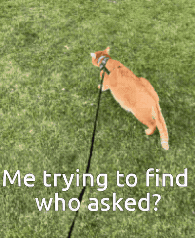 Orange Cat On Leash Saying Me Trying To Find Who Asked GIF