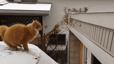 Orange Cat On Snowy Roof Beside House GIF