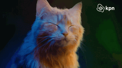 Orange Cat Party Headbang GIF