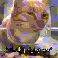 Orange Cat Silently Judging You  GIF