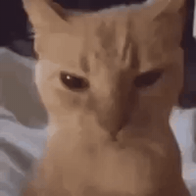 Orange Cat Sitting On Bed GIF
