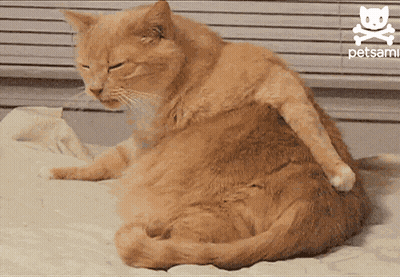 Orange Cat Sitting On Bed Saying Pets GIF