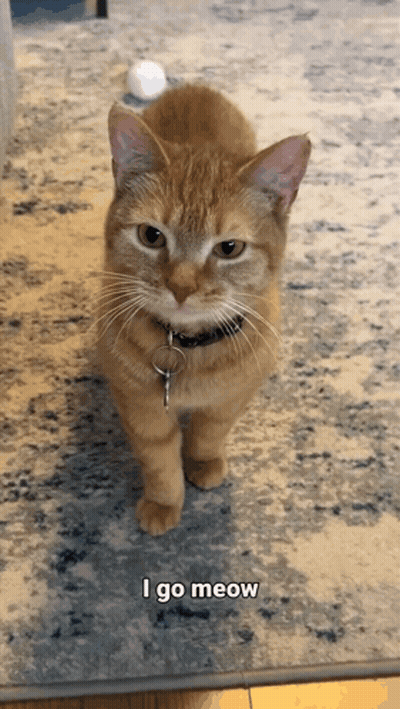 Orange Cat Standing on Rug Saying I Go Meow