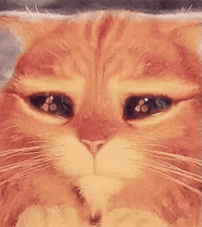 Orange Cat With Sad Eyes GIF