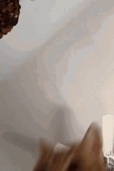 Orange Fighter Cat Beat You Up GIF