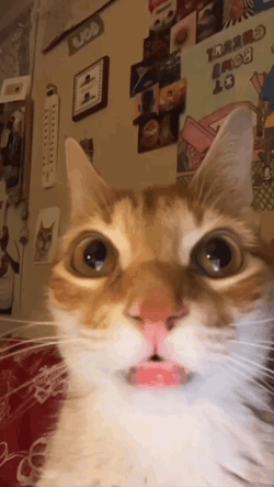 Orange Huh Cat Meme GIF