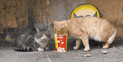 Orange Kitty Eating Popcorn Meme GIF