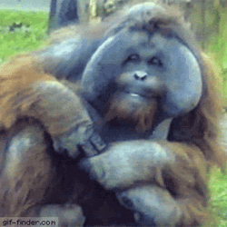Orangutan Blowing Gums GIF