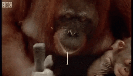 Orangutan Carpenter GIF