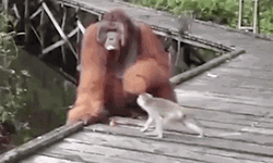 Orangutan Catching Monkey GIF