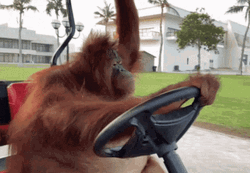 Orangutan Chilling While Driving GIF