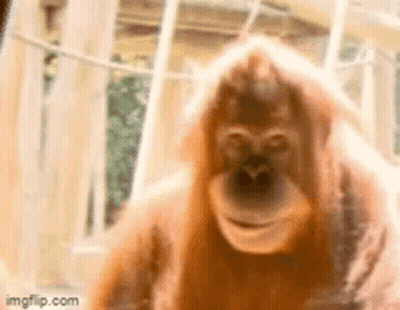 Orangutan Close Up GIF