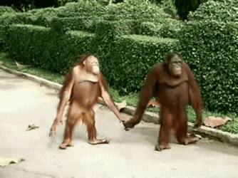 Orangutan Couple Holding Hands While Walking GIF