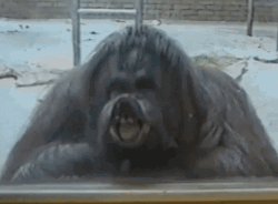 Orangutan Displaying Monkey Kiss GIF