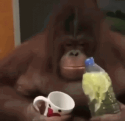Orangutan Drinking Juice GIF