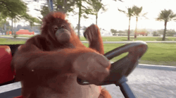 Orangutan Driving Cart GIF