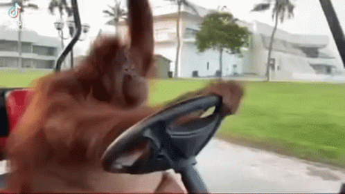 Orangutan Driving Golf Cart On Golf Course GIF