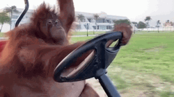 Orangutan Driving Loop GIF
