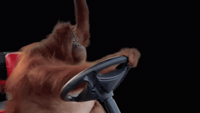 Orangutan Driving Steering Wheel Co T Dzisia GIF