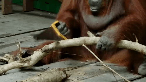 Orangutan Eating Banana On Wooden Deck GIF