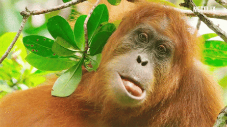 Orangutan Eating Messily GIF
