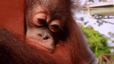 Orangutan Face With Glove On Arm GIF