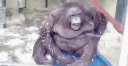 Orangutan Falling GIF