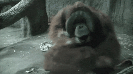 Orangutan Fighting GIF