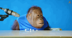 Orangutan Flipping The Table GIF