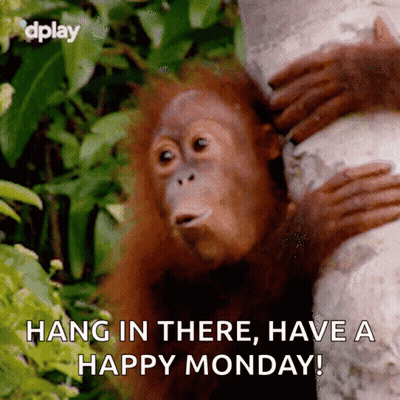 Orangutan Hang In There Happy Monday GIF