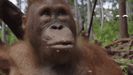 Orangutan Munching GIF