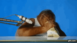 Orangutan Opening Chips GIF