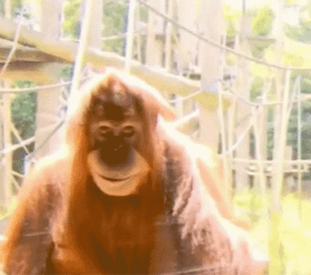 Orangutan Side Eye GIF