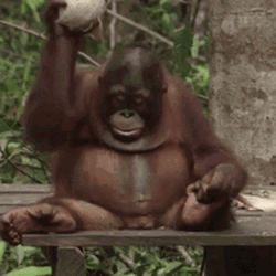 Orangutan Smashing Coconut GIF