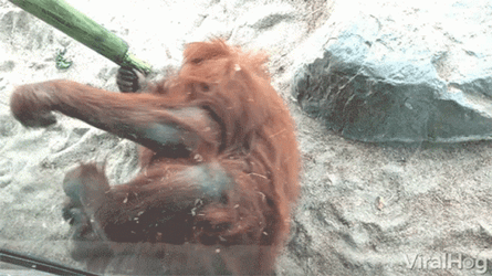 Orangutan Spinning GIF