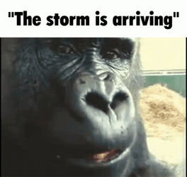 Orangutan The Storm Is Arriving Hurricane Meme GIF