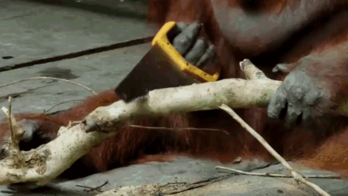 Orangutan Using Saw To Cut Tree Branch GIF