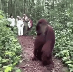 Orangutan Waiting For The Tourists GIF