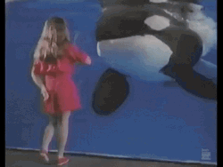 Orca Approaching A Kid GIF