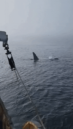 Orca Following A Boat GIF