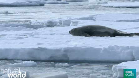 Orca On Frozen Sea GIF