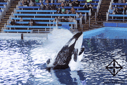 Orca Show Performance GIF