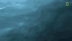 Orca Swimming Fast GIF