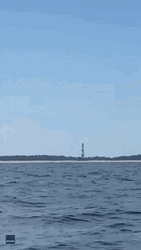 Orca Trying To Fly GIF