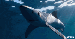 Orca Under The Sea GIF