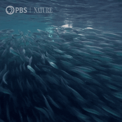 Orca Under The Sea GIF