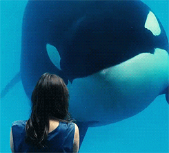 Orca Whale Nodding GIF