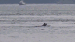 Orca Whales In The Ocean GIF