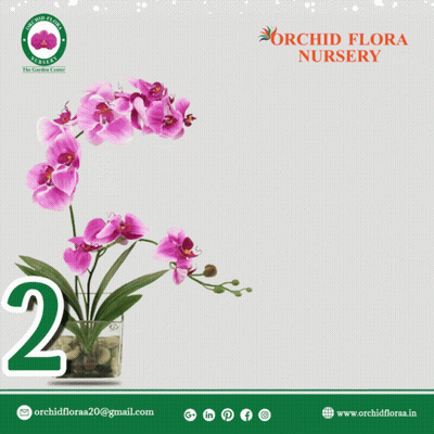 Orchid Flora Nursery Wishes You Happy New Year 2021 GIF